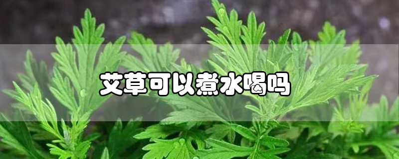 艾草可以煮水喝嗎